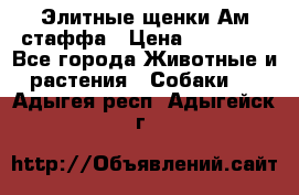 Элитные щенки Ам.стаффа › Цена ­ 25 000 - Все города Животные и растения » Собаки   . Адыгея респ.,Адыгейск г.